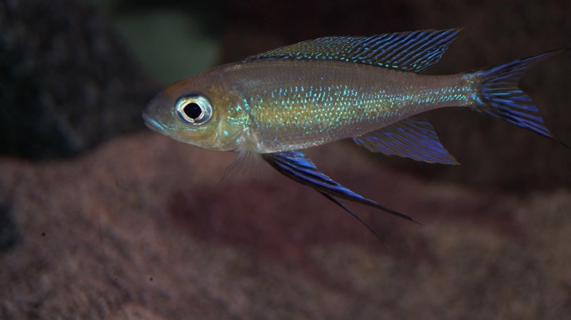 Cyathopharynx furcifer 'Sibwesa'